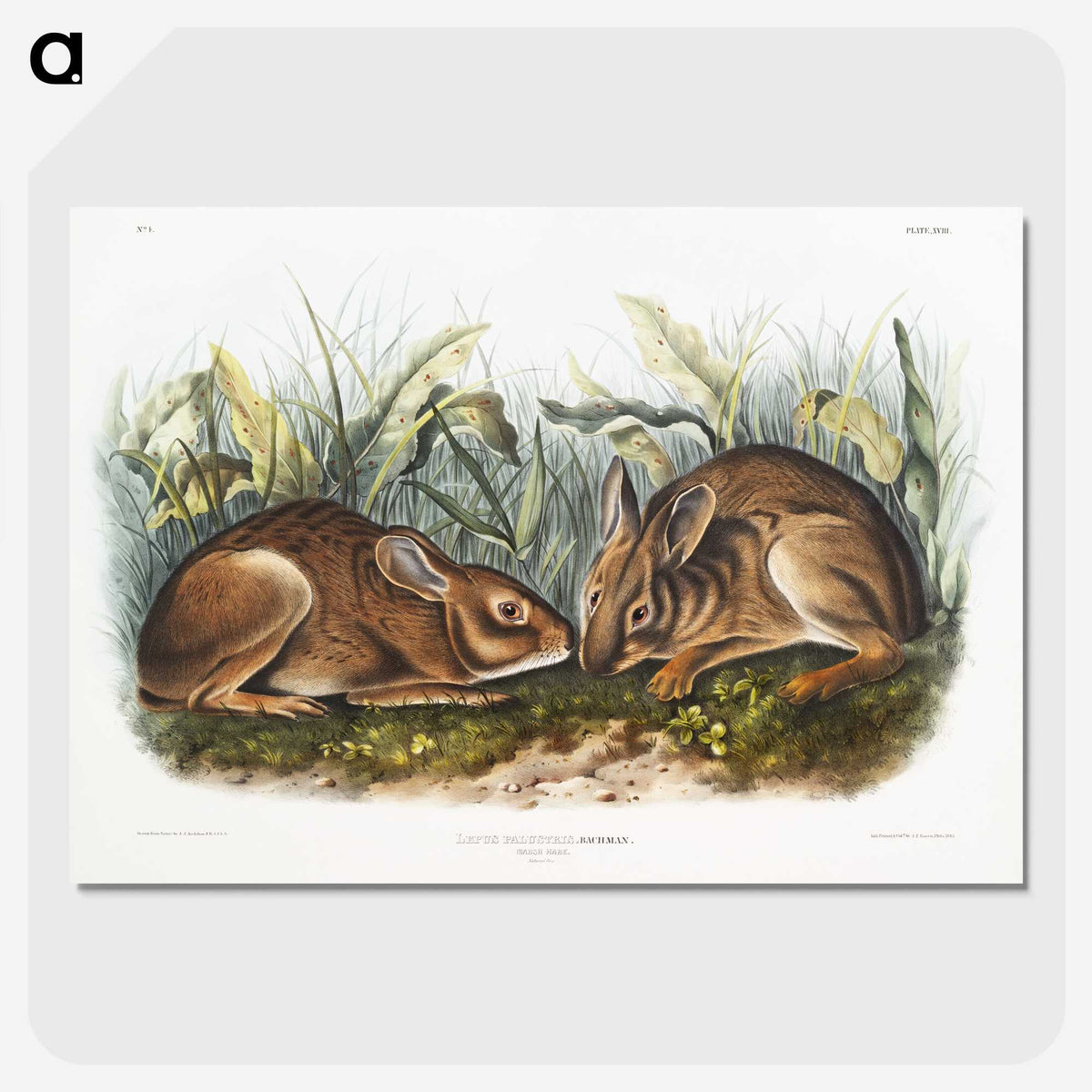 1-84_The-Viviparous-Quadrupeds_picture-crop
