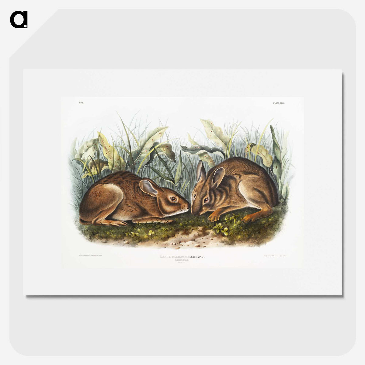 1-84_The-Viviparous-Quadrupeds_picture