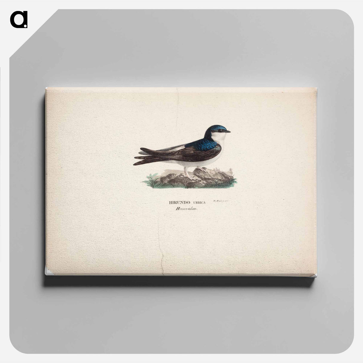 Common house martin - Wilhelm von Wright Canvas.