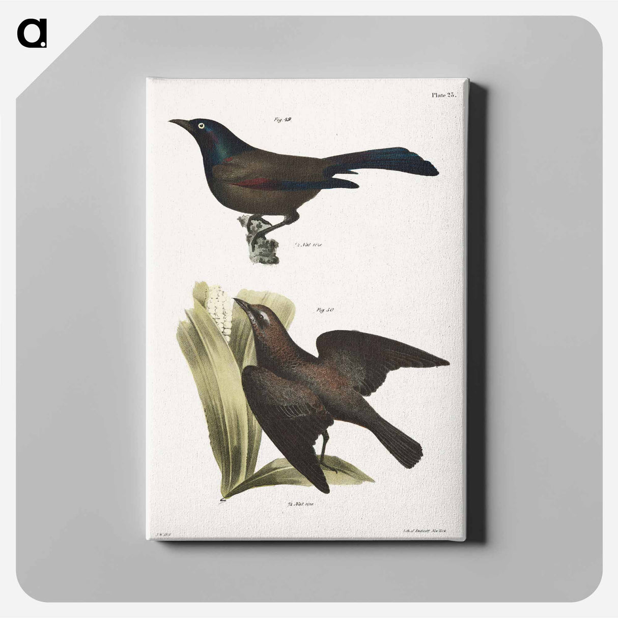 The Common Crow Blackbird (Quiscalus versicolor) 50. The Rusty Crow Blackbird (Quicalus ferrugineus) illustration from Zoology of New York by. - ニューヨークの動物学 Canvas.