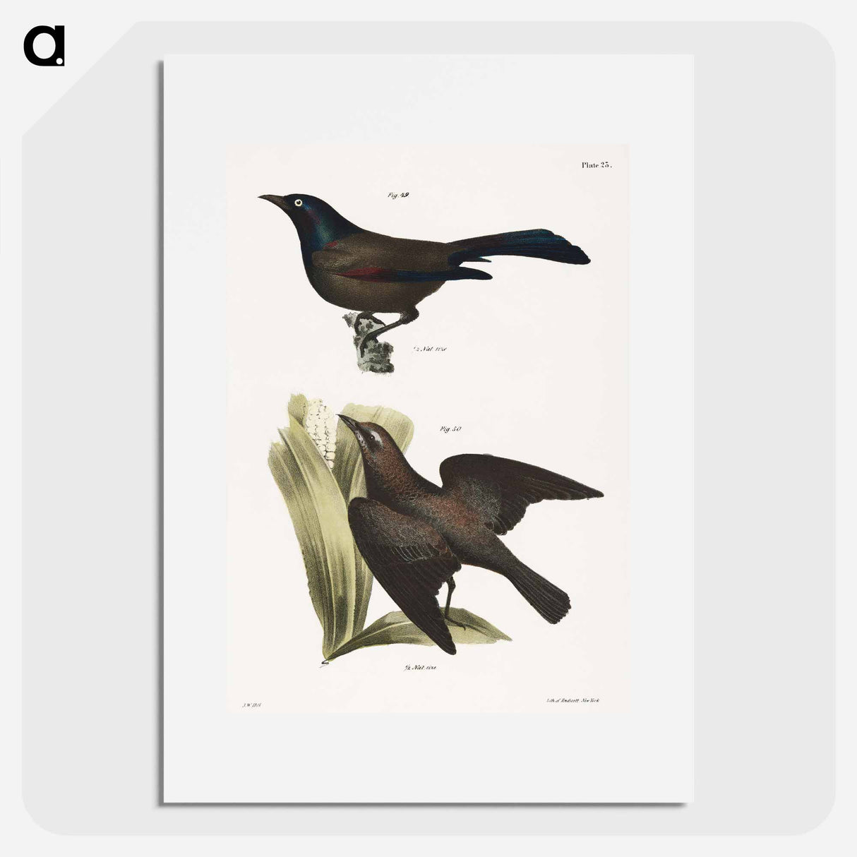 The Common Crow Blackbird (Quiscalus versicolor) 50. The Rusty Crow Blackbird (Quicalus ferrugineus) illustration from Zoology of New York by. - ニューヨークの動物学 Poster.
