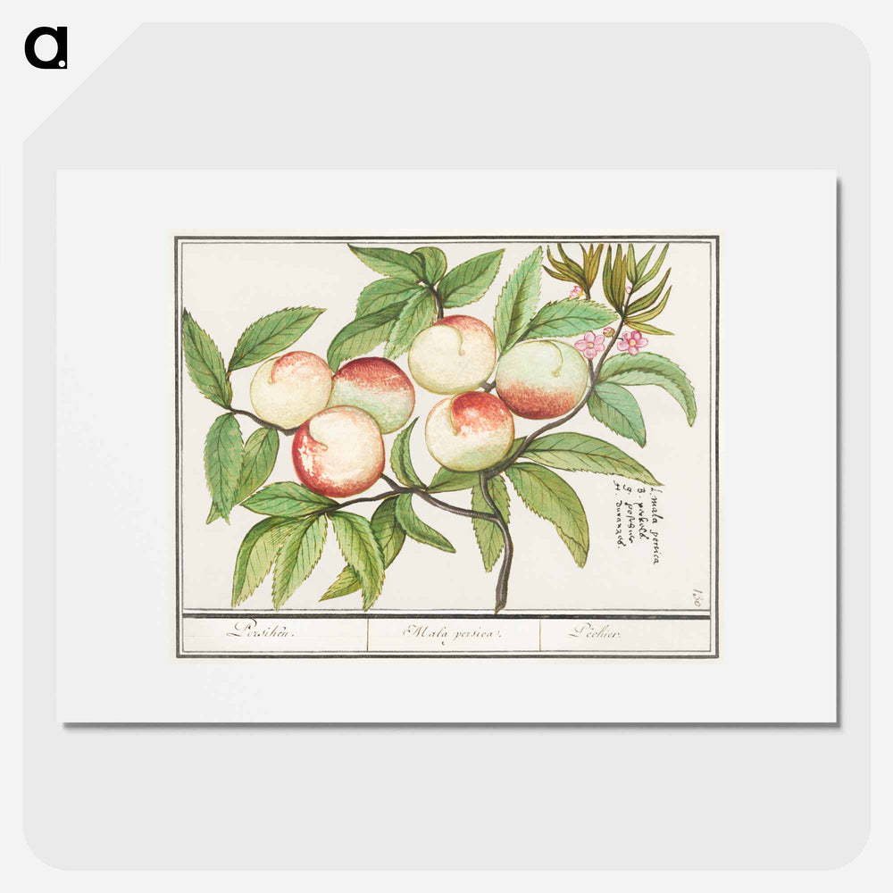 Peaches - アンセルムス ボエティウス デ ブート Poster.