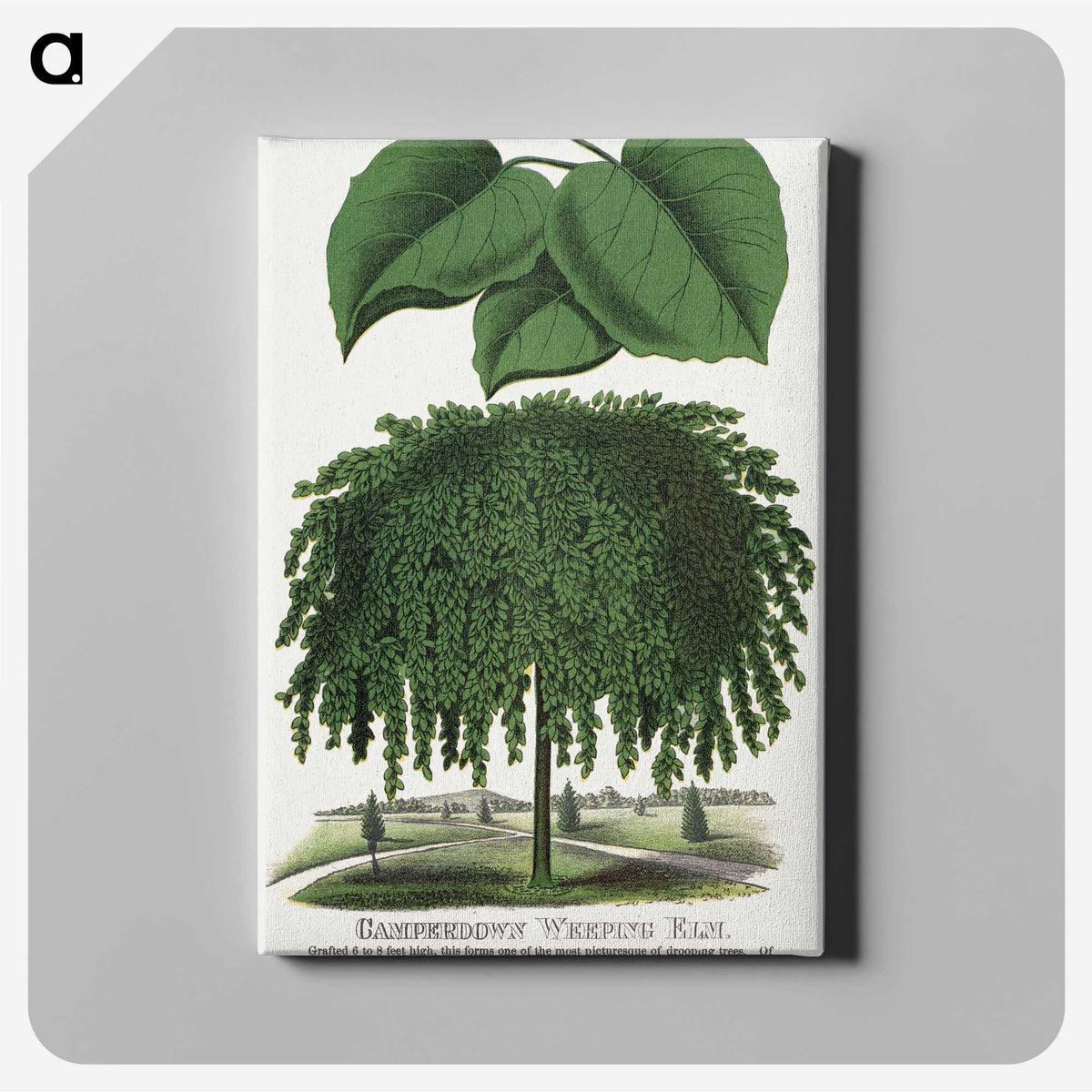 1-85_Botanical-Specimen-Plates_canvas