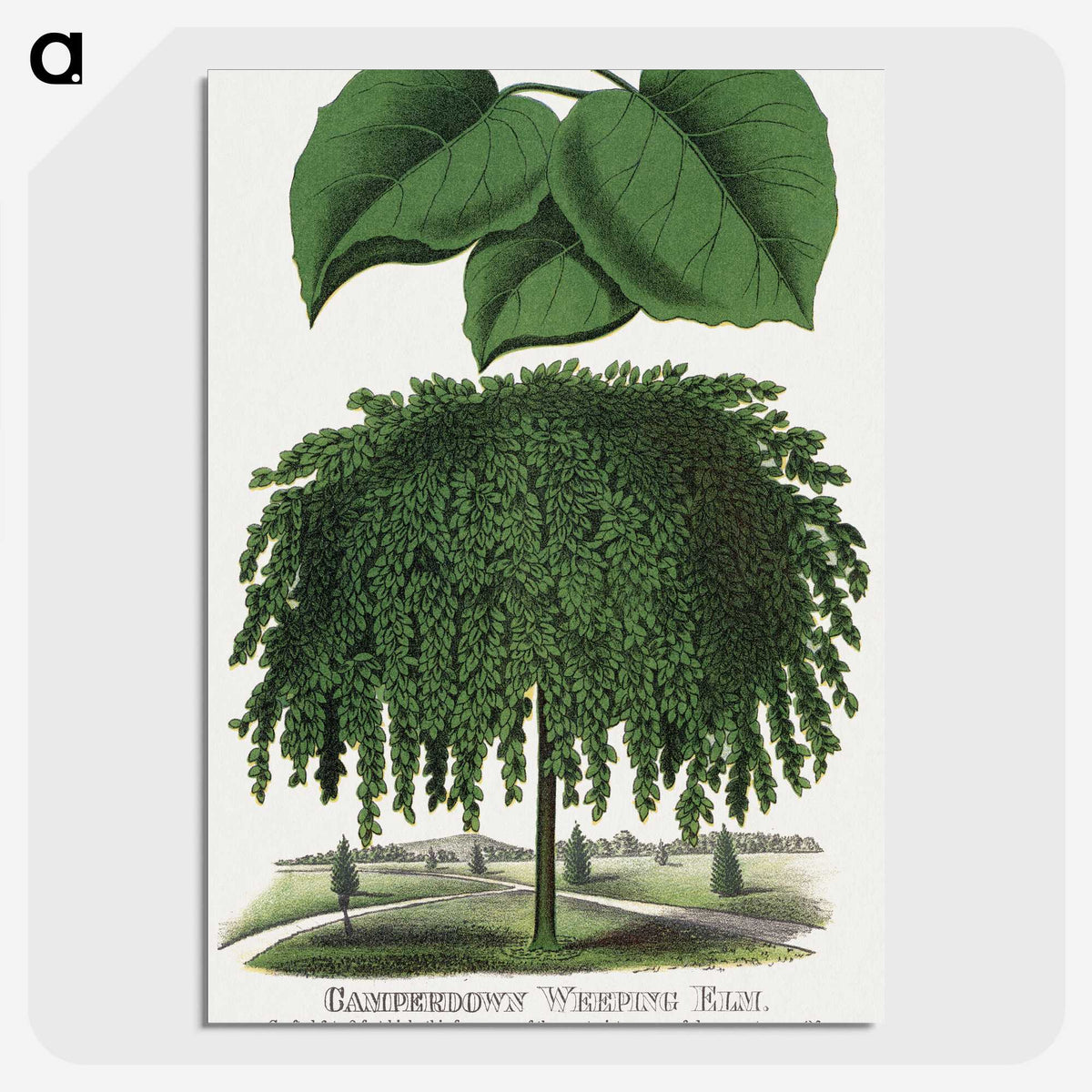 1-85_Botanical-Specimen-Plates_picture-crop