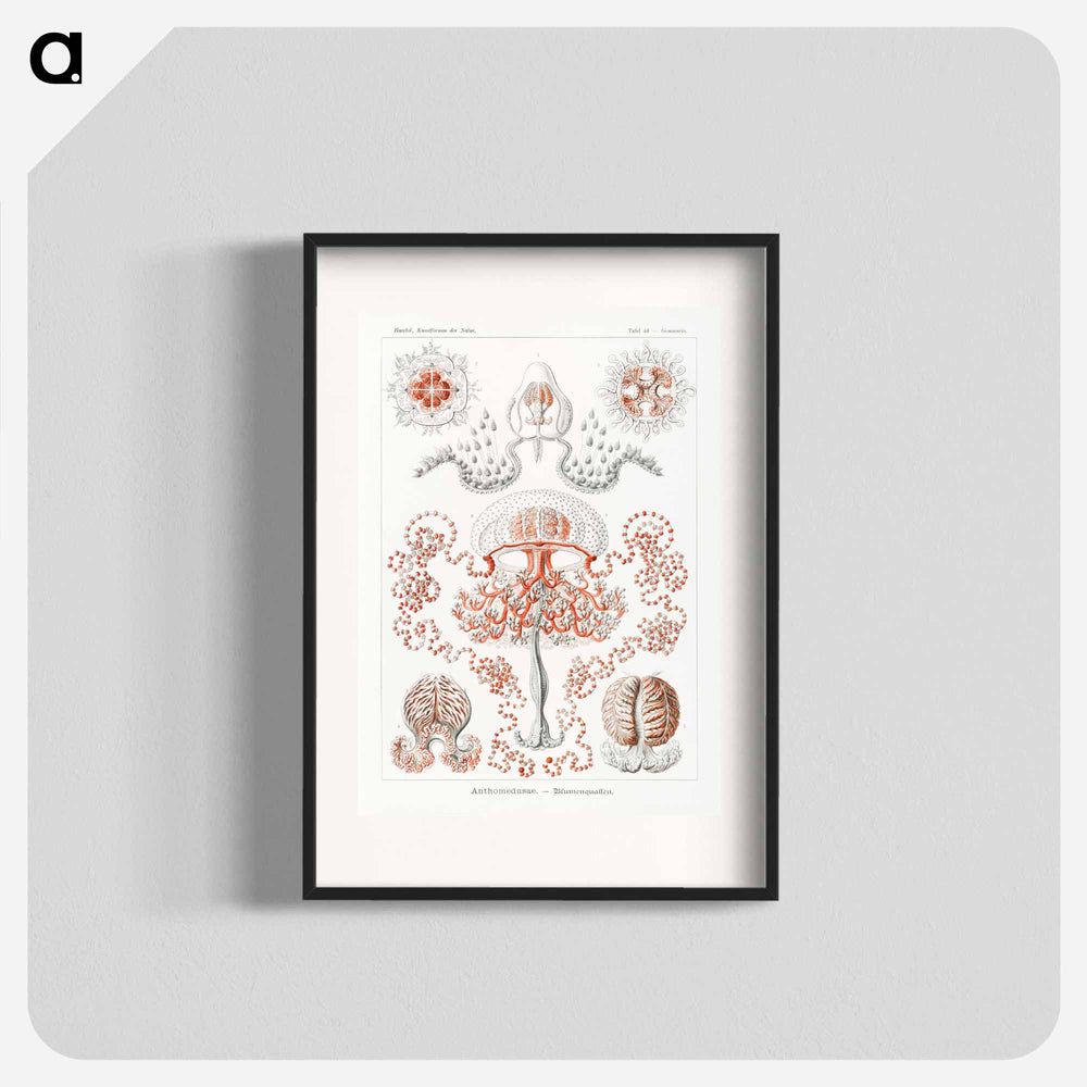 Anthomedusae–Blumenquallen - エルンスト ヘッケル Poster.