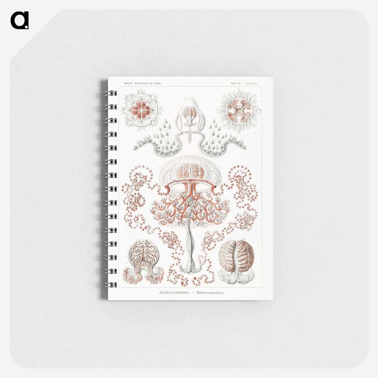 1-85_Ernst-Haeckel_memo