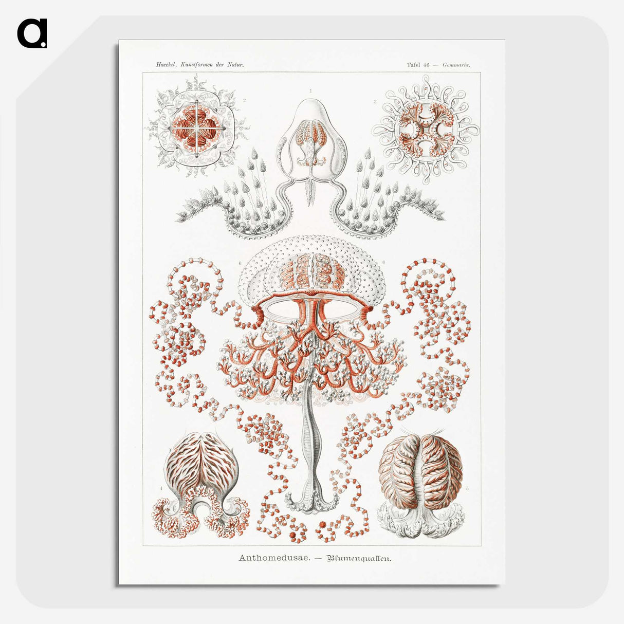 1-85_Ernst-Haeckel_picture-crop