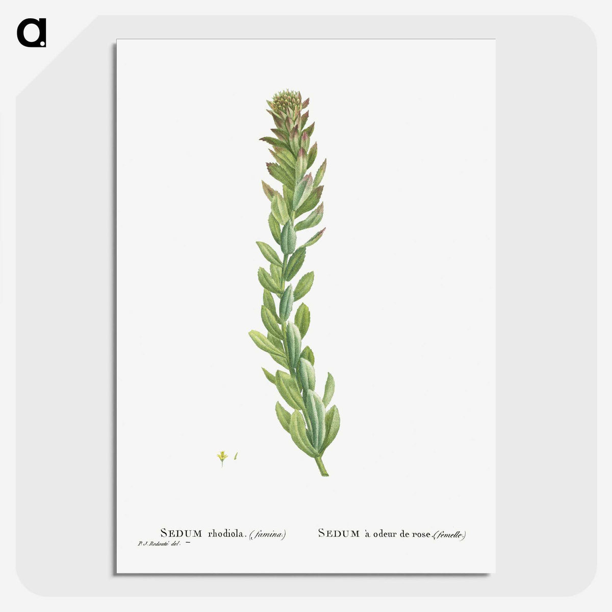 1-85_Histoire-des-Plantes-Grasses_picture-crop