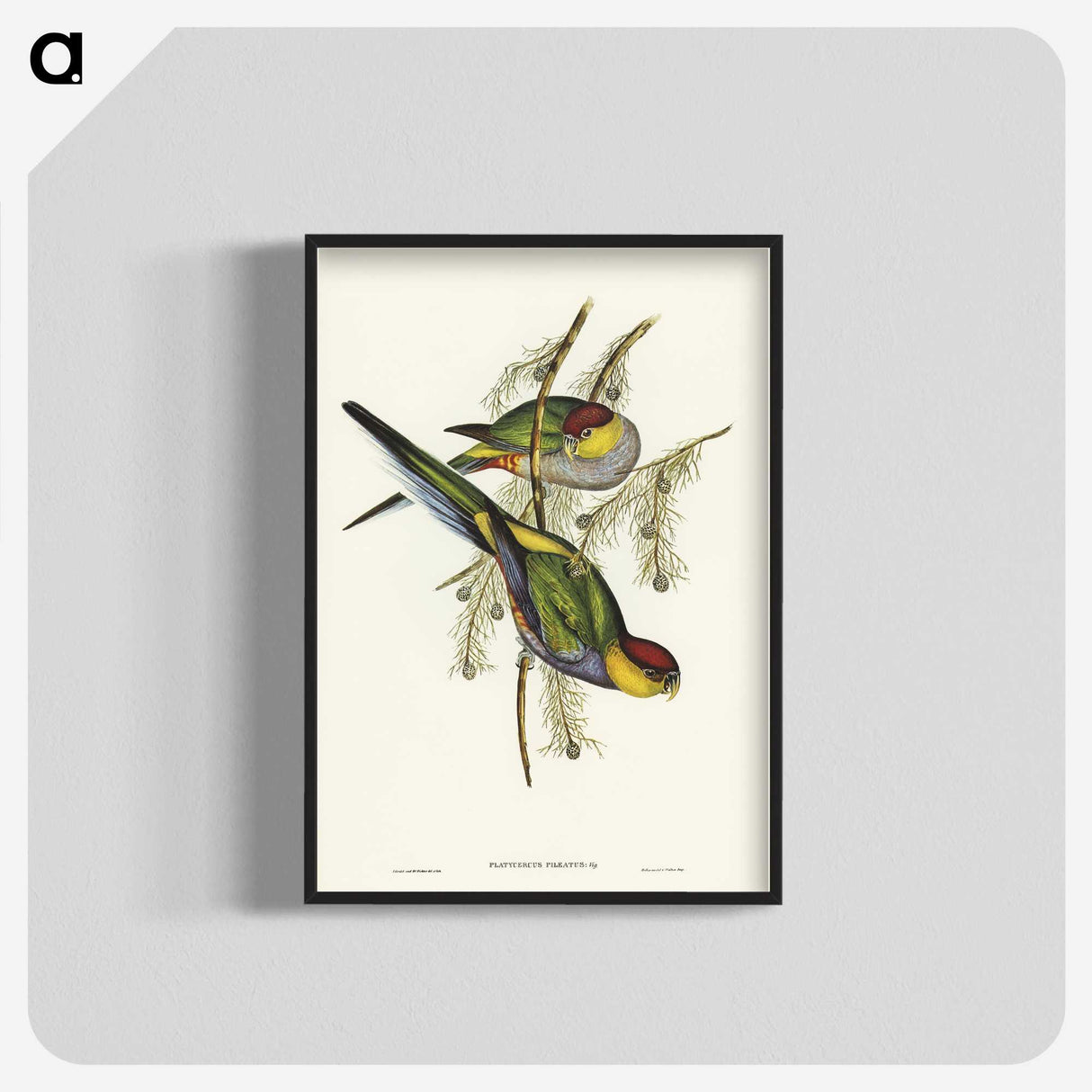 1-85_John-Gould_blk-crop