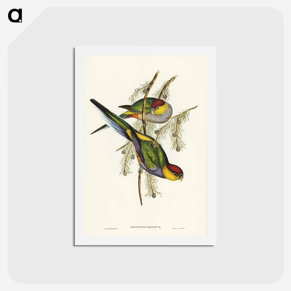 アートポストカード-Red-capped Parakeet
- ジョン グールド Postcard.