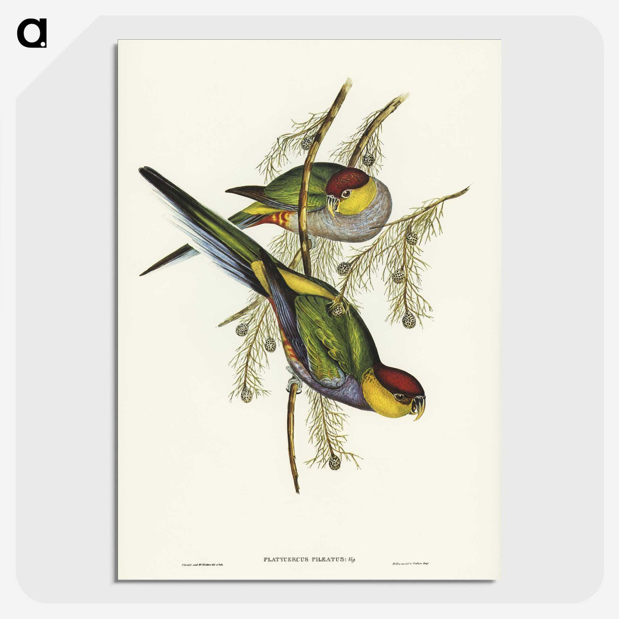 1-85_John-Gould_picture-crop