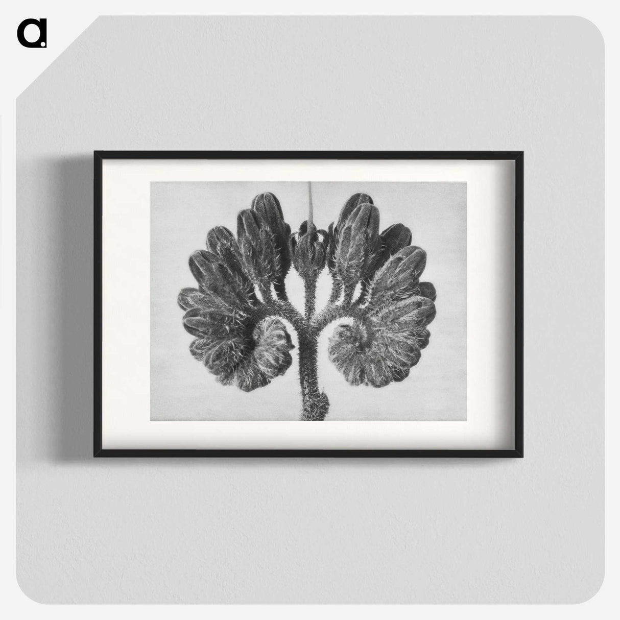 1-85_Karl-Blossfeldt_blk