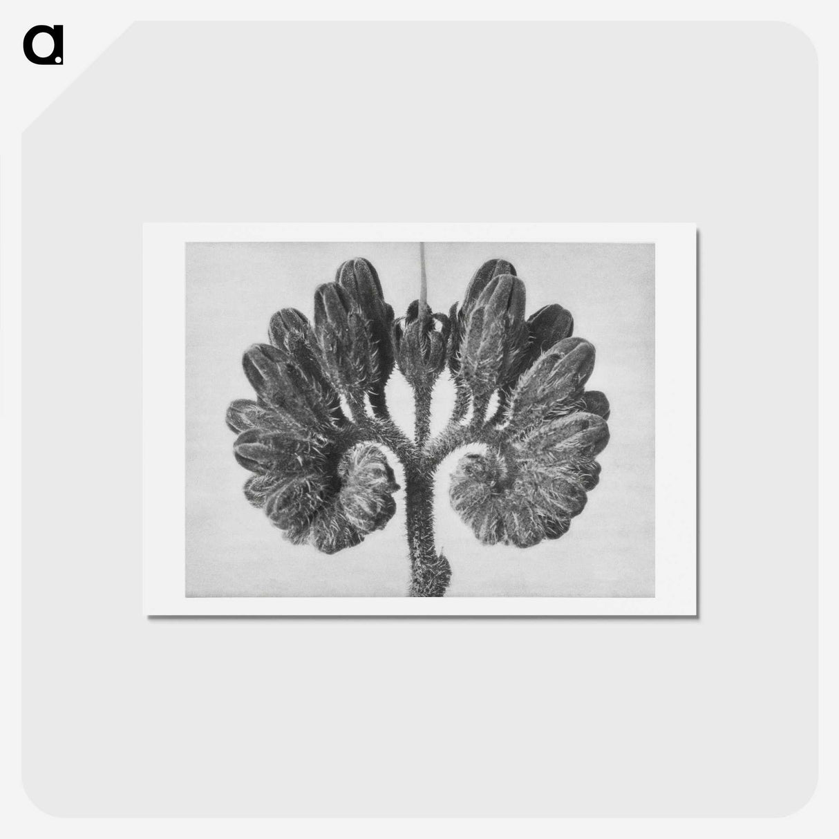 1-85_Karl-Blossfeldt_hagaki
