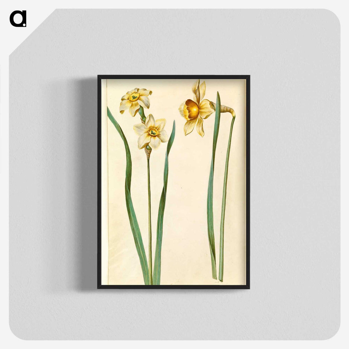 1-85_Maria-Sibylla-Merian_blk-crop