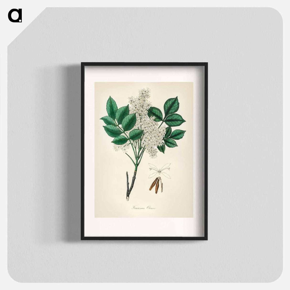 アートポスター-Manna Ash Illustration
- 薬用植物学 Poster.