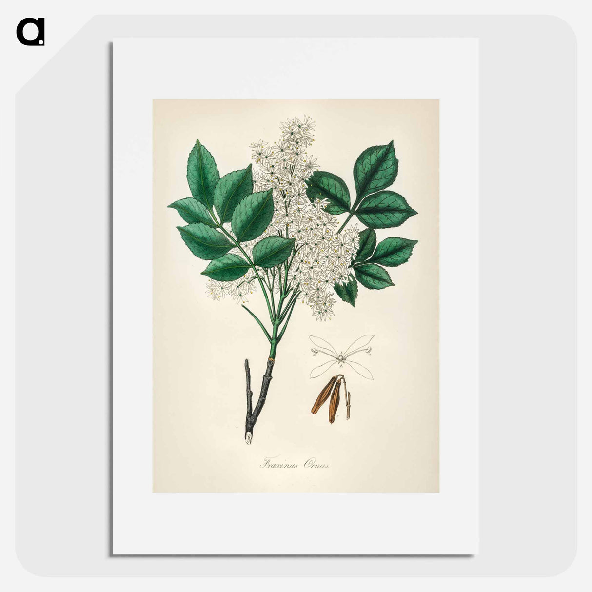 アートポスター-Manna Ash Illustration
- 薬用植物学 Poster.