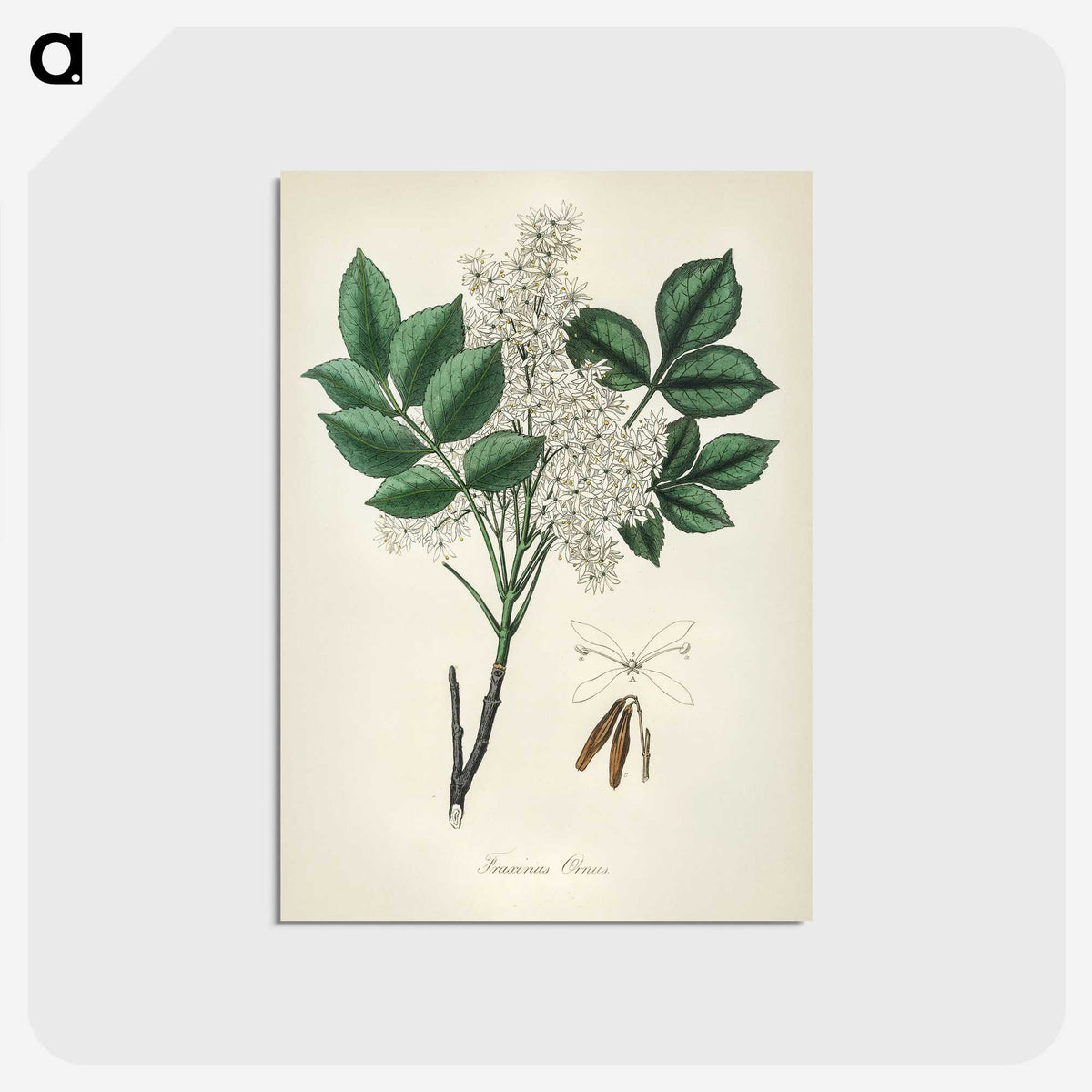 1-85_Medical-Botany_postcard