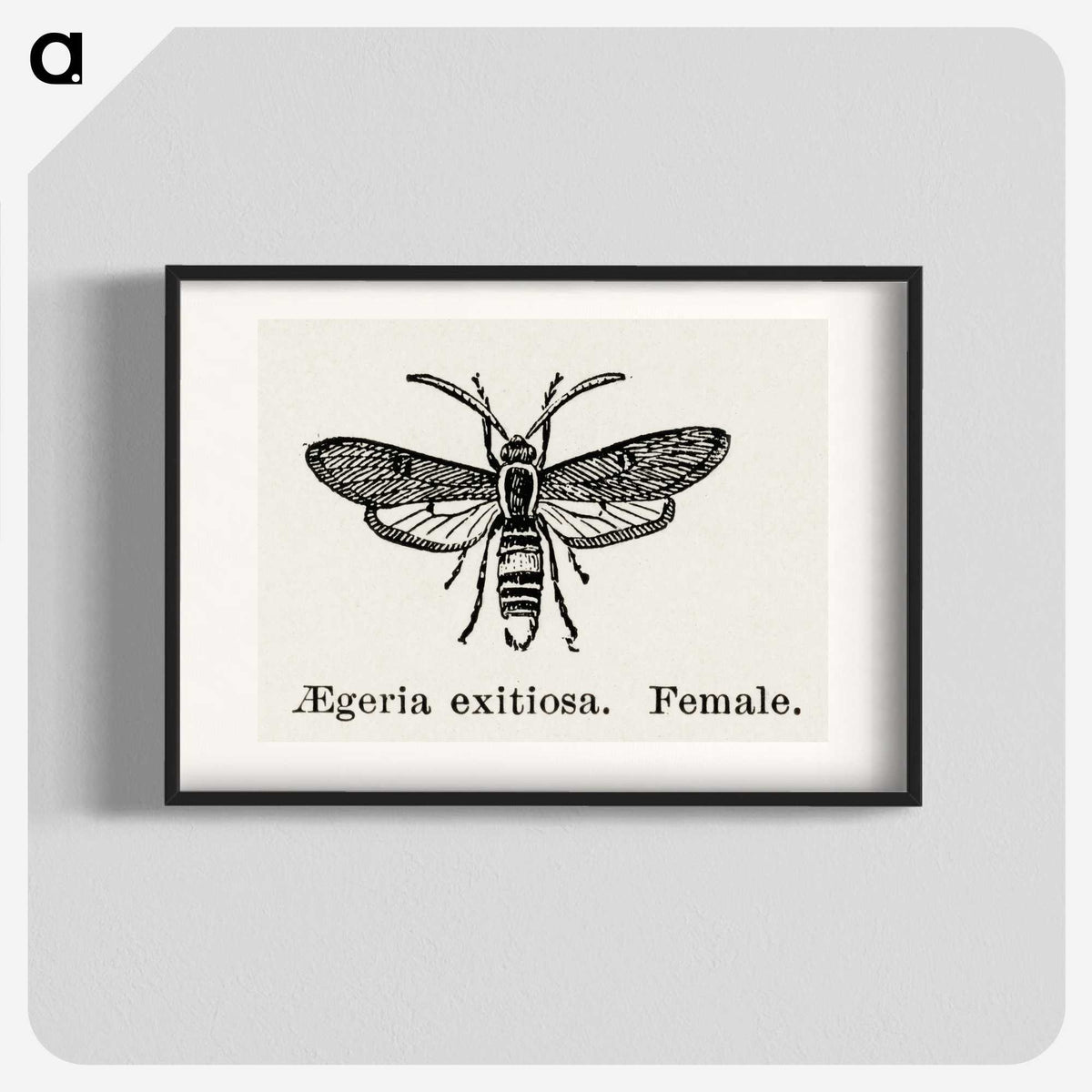 1-85_Moths-and-Butterflies-of-the-United-States_blk