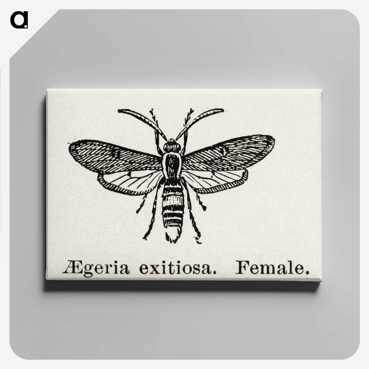 1-85_Moths-and-Butterflies-of-the-United-States_canvas