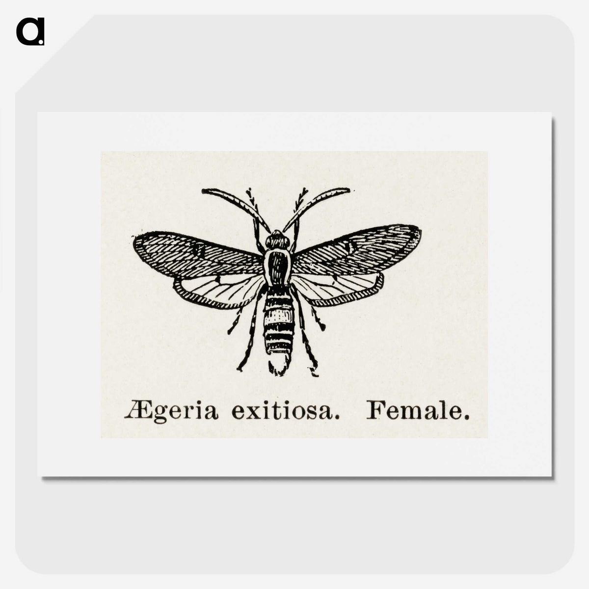 1-85_Moths-and-Butterflies-of-the-United-States_picture
