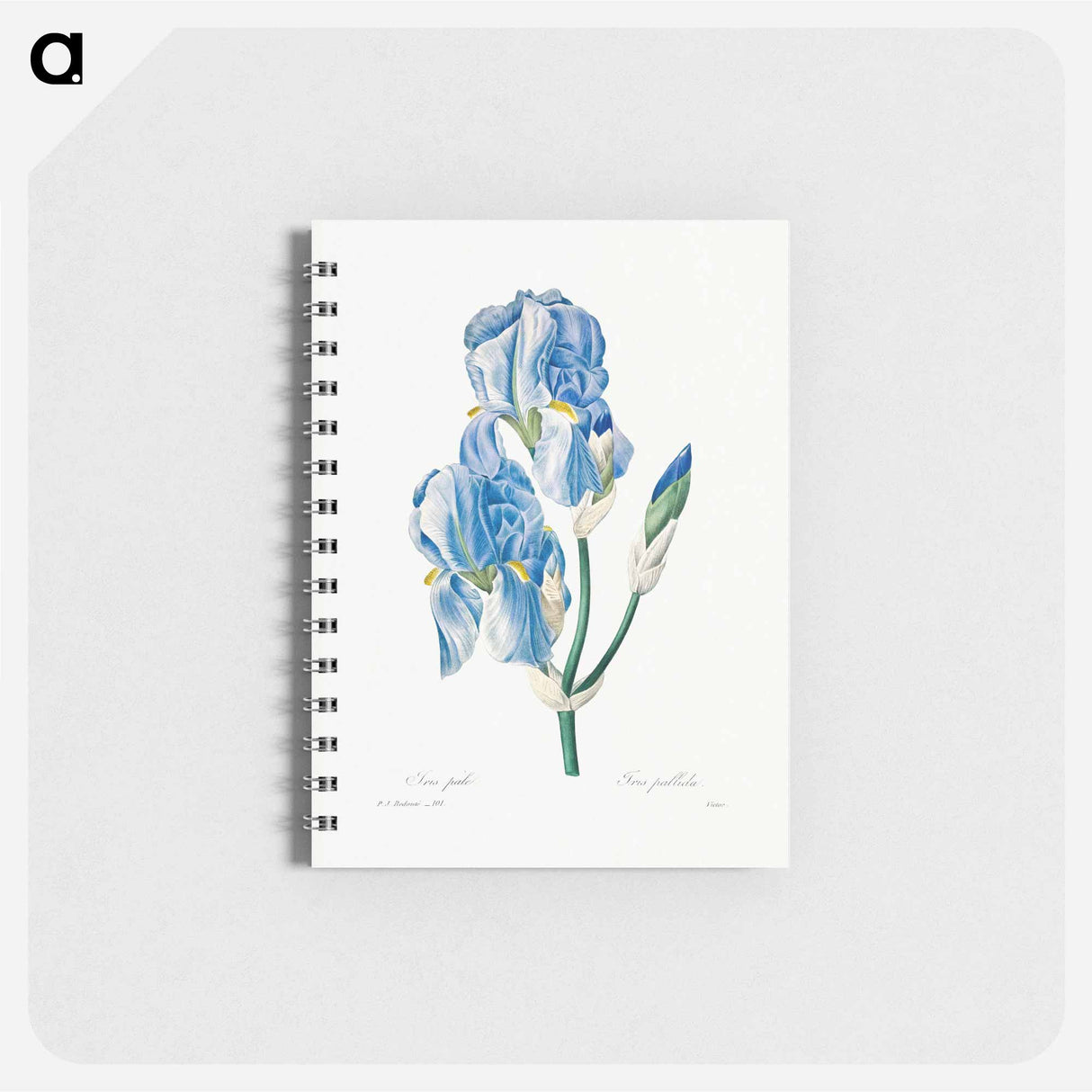 Iris Pallida - ピエール ジョゼフ ルドゥーテ Memo.