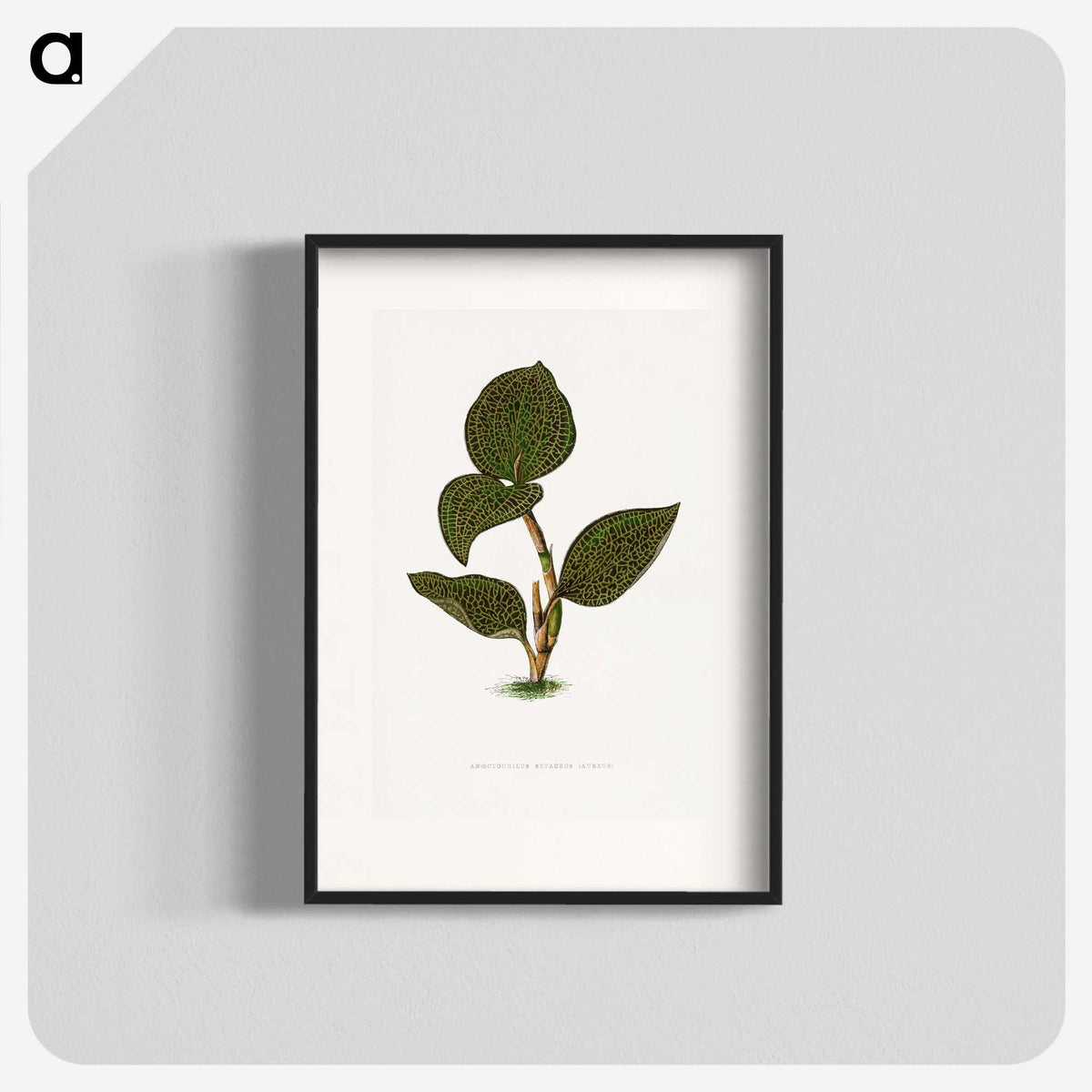 1-85_Plants-with-Colored-Foliage_blk