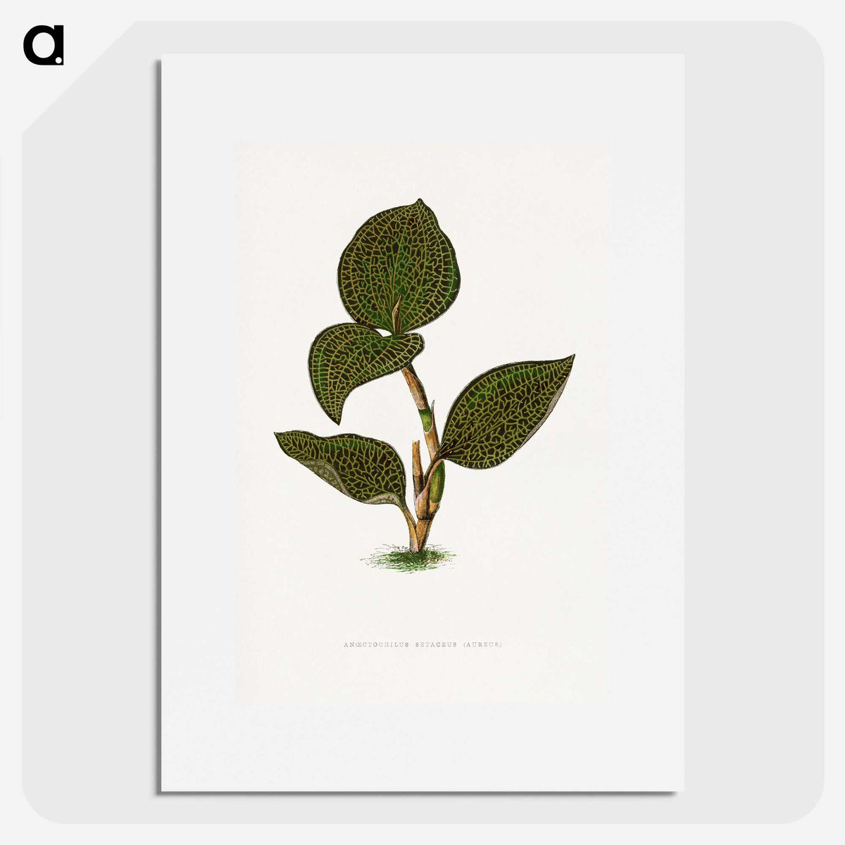 1-85_Plants-with-Colored-Foliage_picture