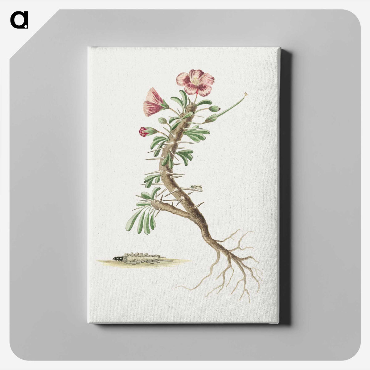 1-85_Robert-Jacob-Gordon_canvas