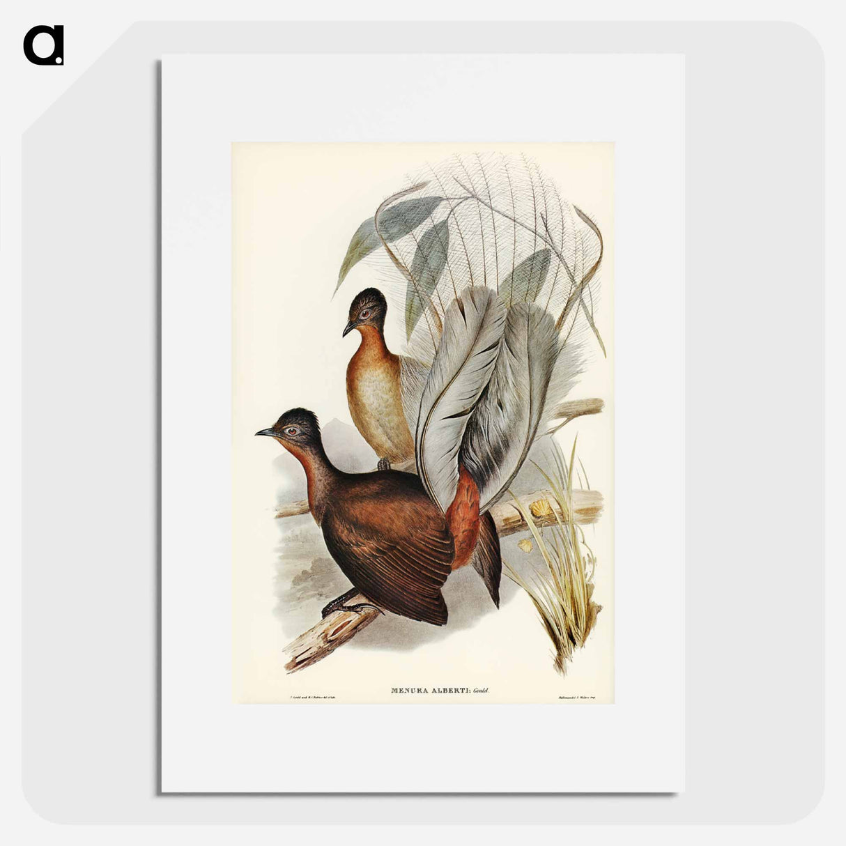 アートポスター-Albert Lyre-Bird
- オーストラリアの鳥 Poster.
