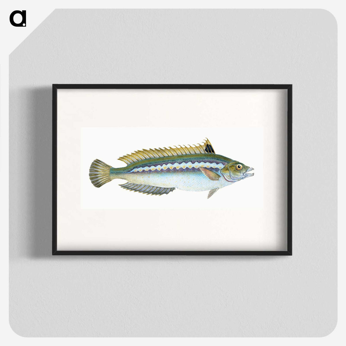 1-85_The-Natural-History-of-British-Fishes_blk