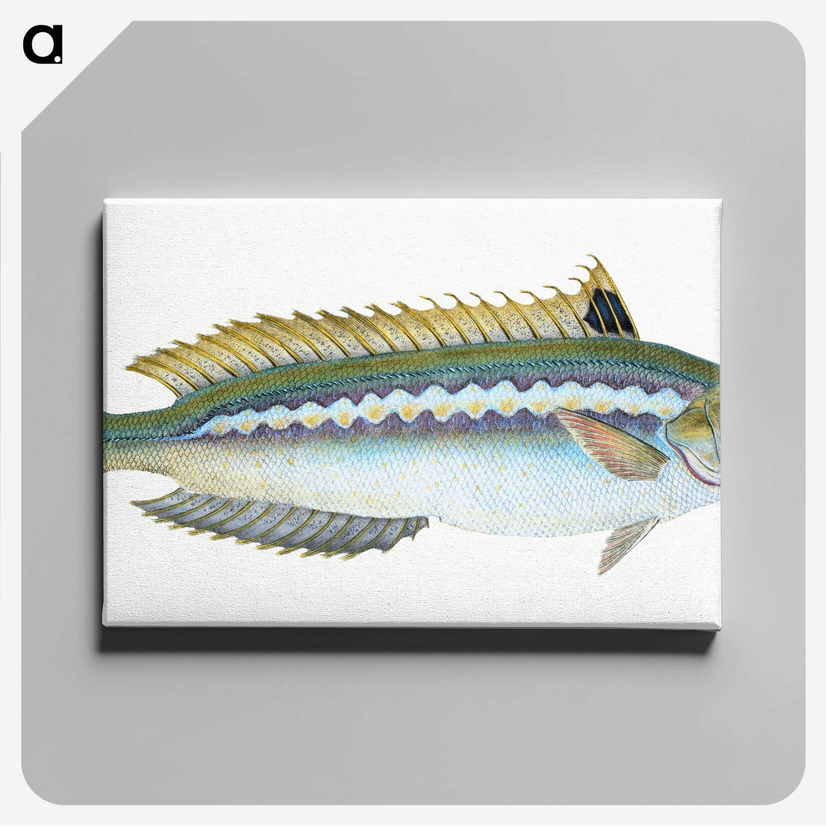 1-85_The-Natural-History-of-British-Fishes_canvas