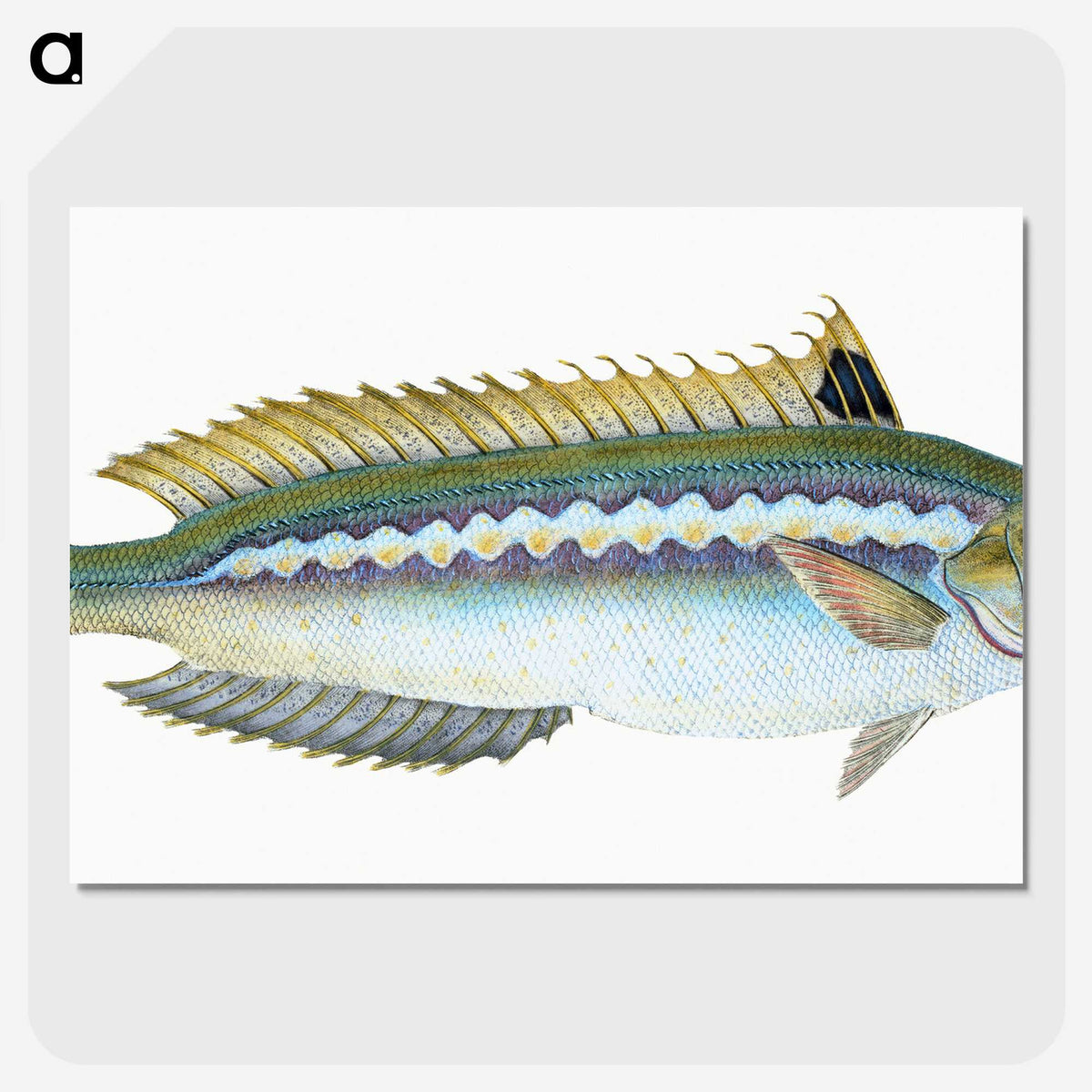1-85_The-Natural-History-of-British-Fishes_picture-crop
