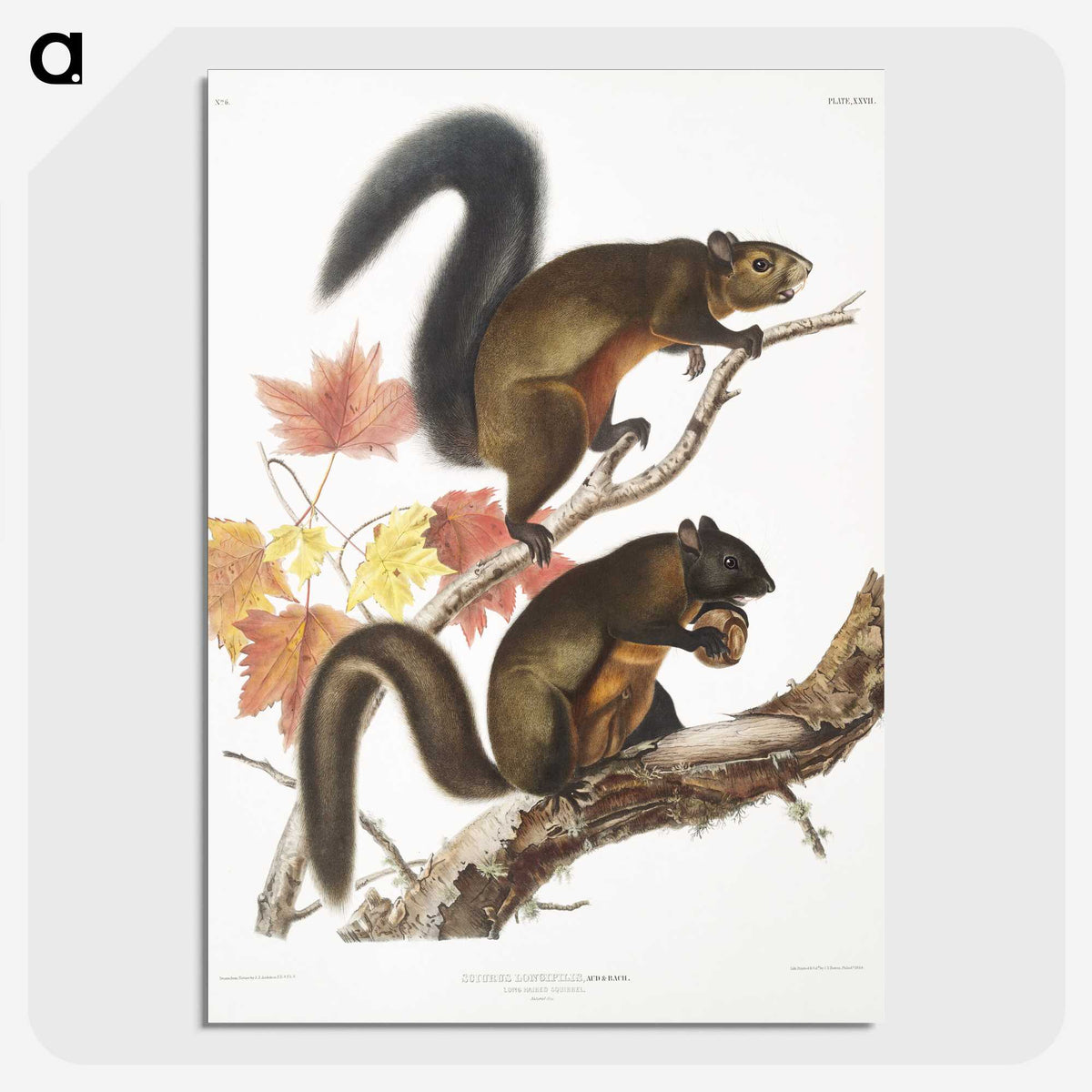 1-85_The-Viviparous-Quadrupeds_picture-crop