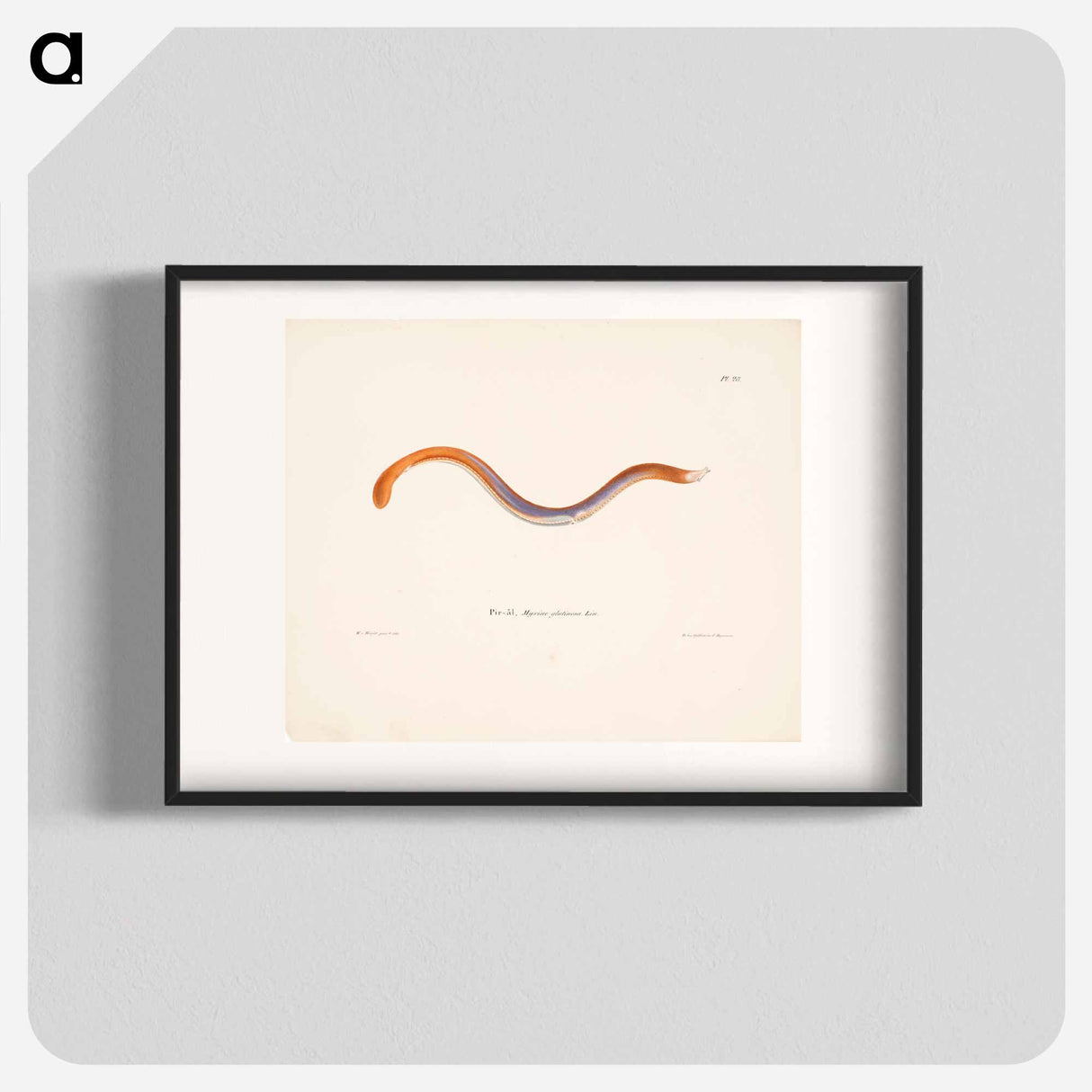 Hagfish - Wilhelm von Wright Poster.