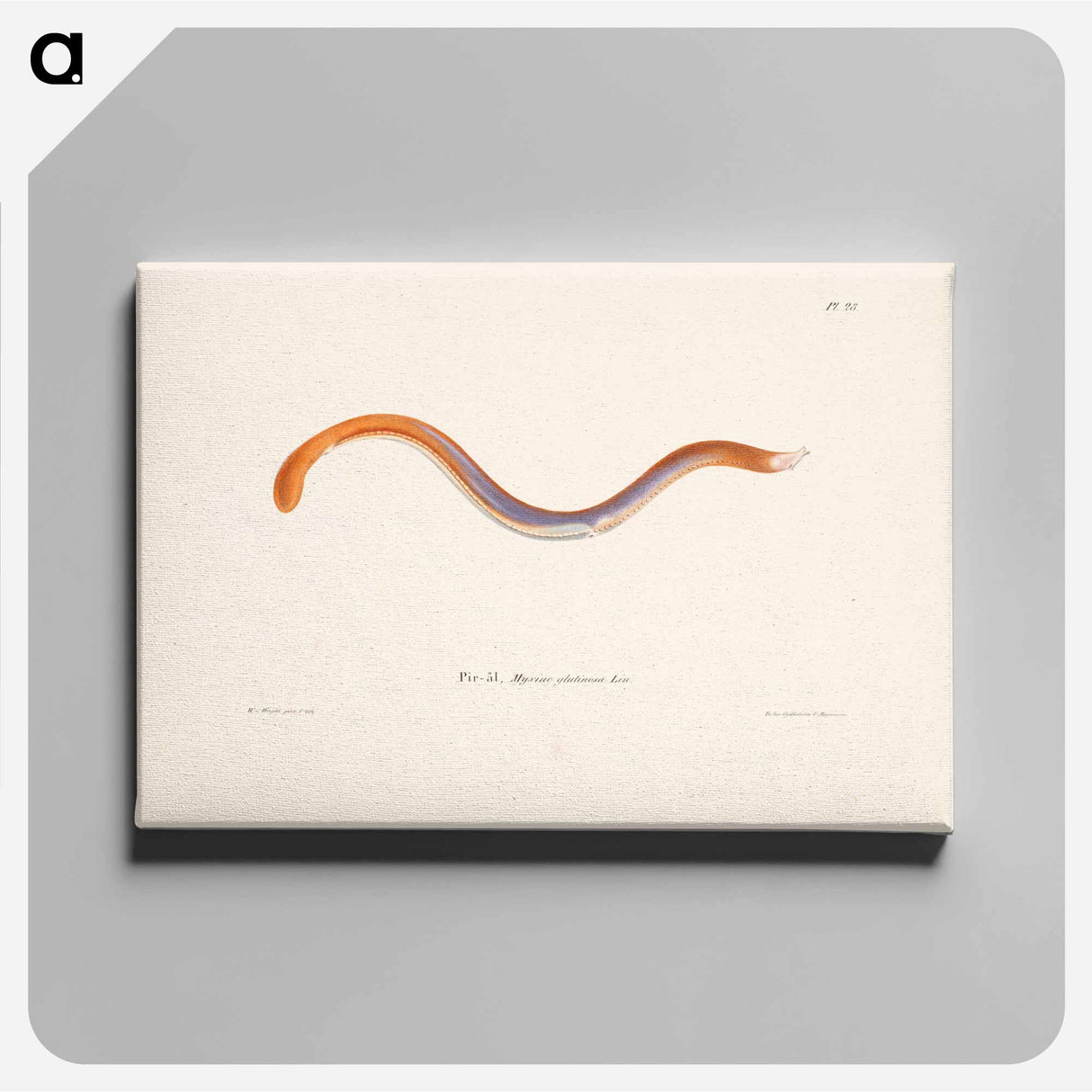 Hagfish - Wilhelm von Wright Canvas.