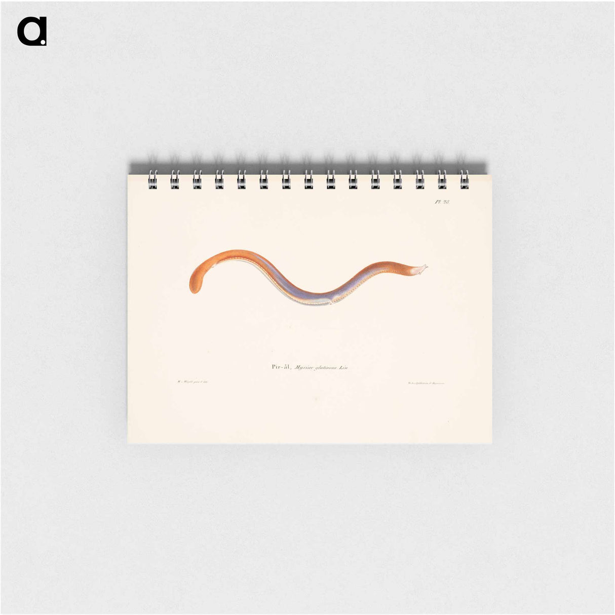 Hagfish - ヴィルヘルム フォン ライト Memo.