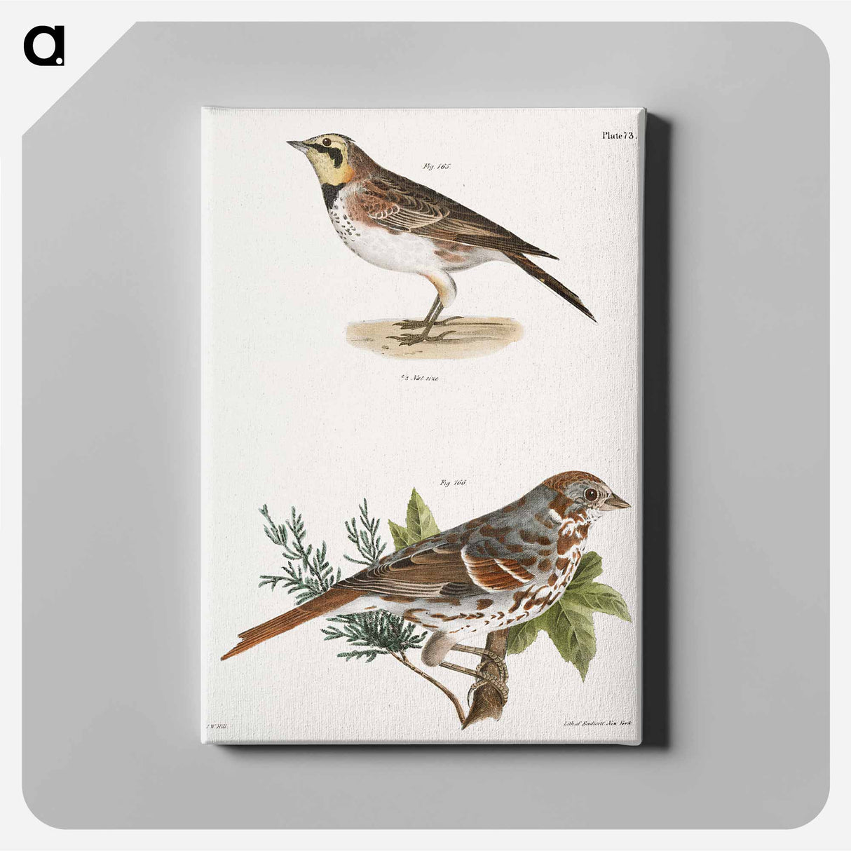 Horned Lark (Alauda cornuta) 166. Fox-colored Sparrow (Fringilla iliaca) illustration from Zoology of New York by - ニューヨークの動物学 Canvas.