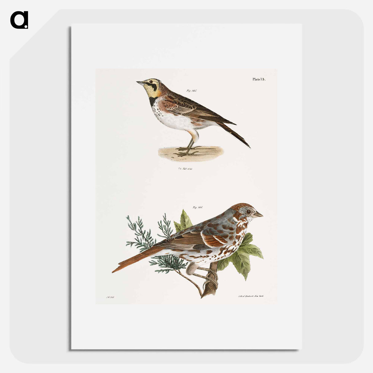 Horned Lark (Alauda cornuta) 166. Fox-colored Sparrow (Fringilla iliaca) illustration from Zoology of New York by - ニューヨークの動物学 Poster.