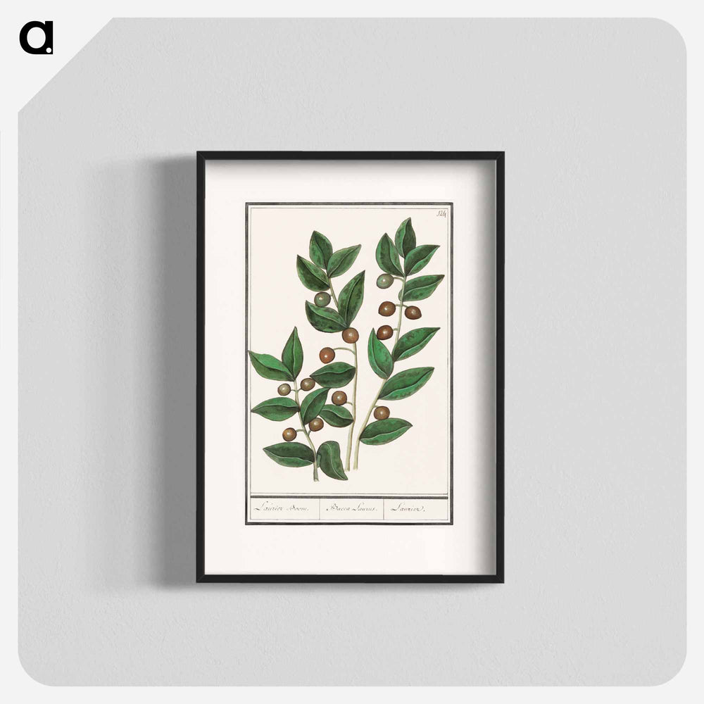 Olive - アンセルムス ボエティウス デ ブート Poster.