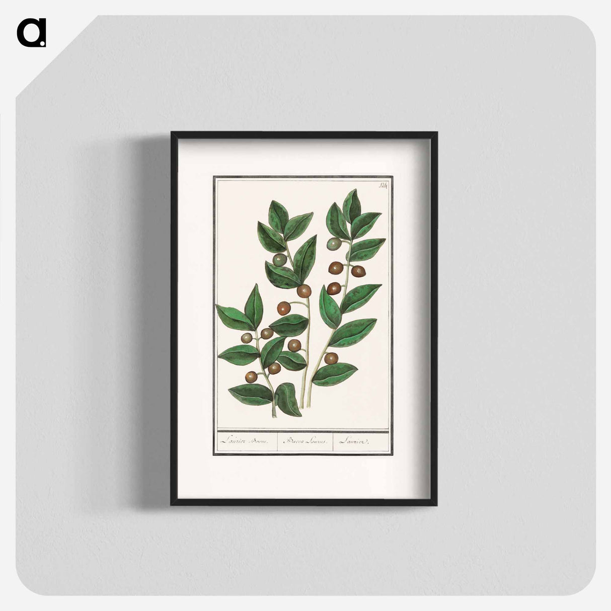 Olive - アンセルムス ボエティウス デ ブート Poster.