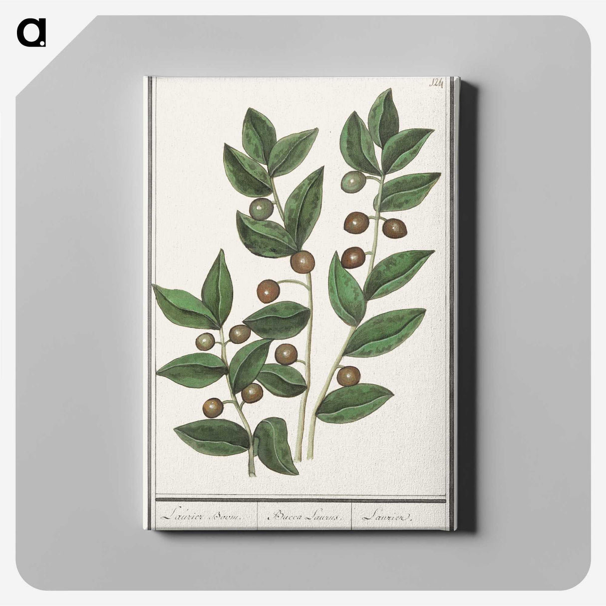 1-86_Anselmus-Boetius-de-Boodt_canvas