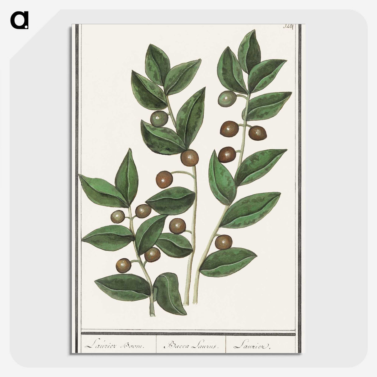 1-86_Anselmus-Boetius-de-Boodt_picture-crop
