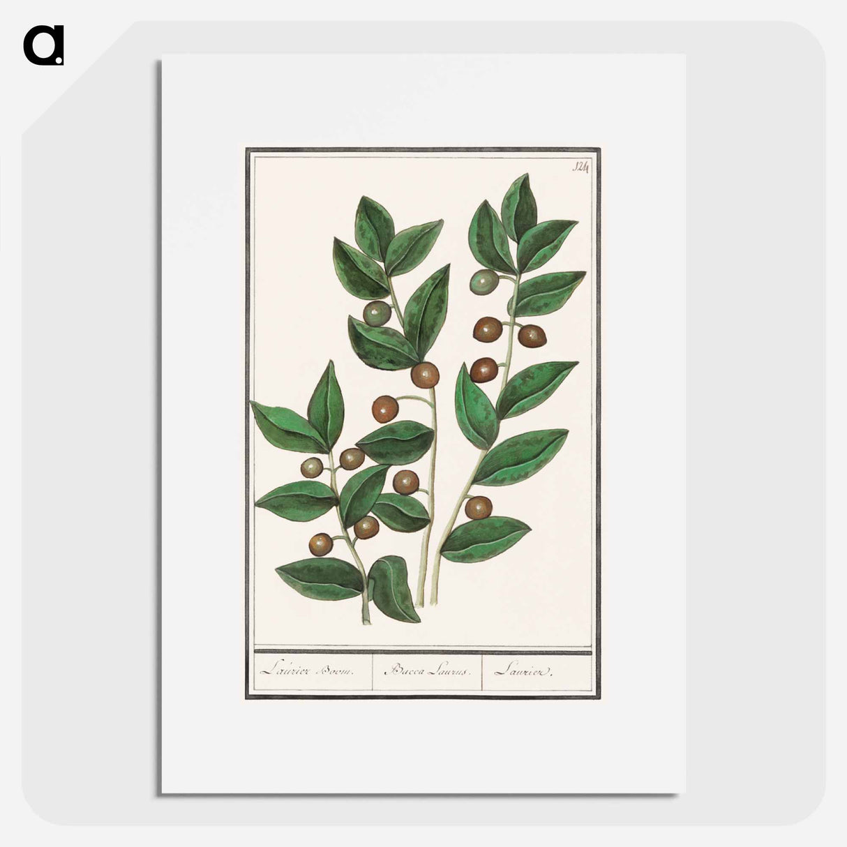 Olive - アンセルムス ボエティウス デ ブート Poster.