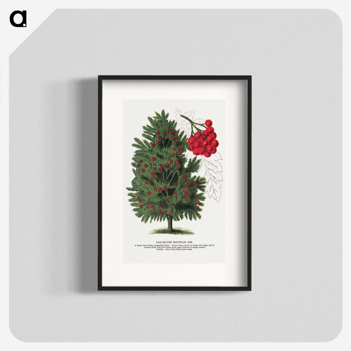 1-86_Botanical-Specimen-Plates_blk