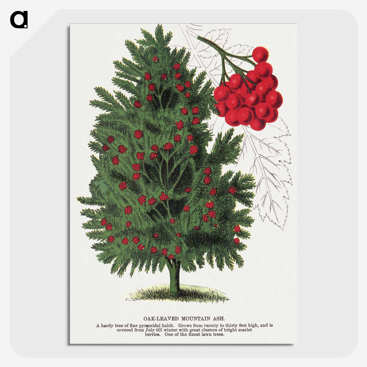 1-86_Botanical-Specimen-Plates_picture-crop