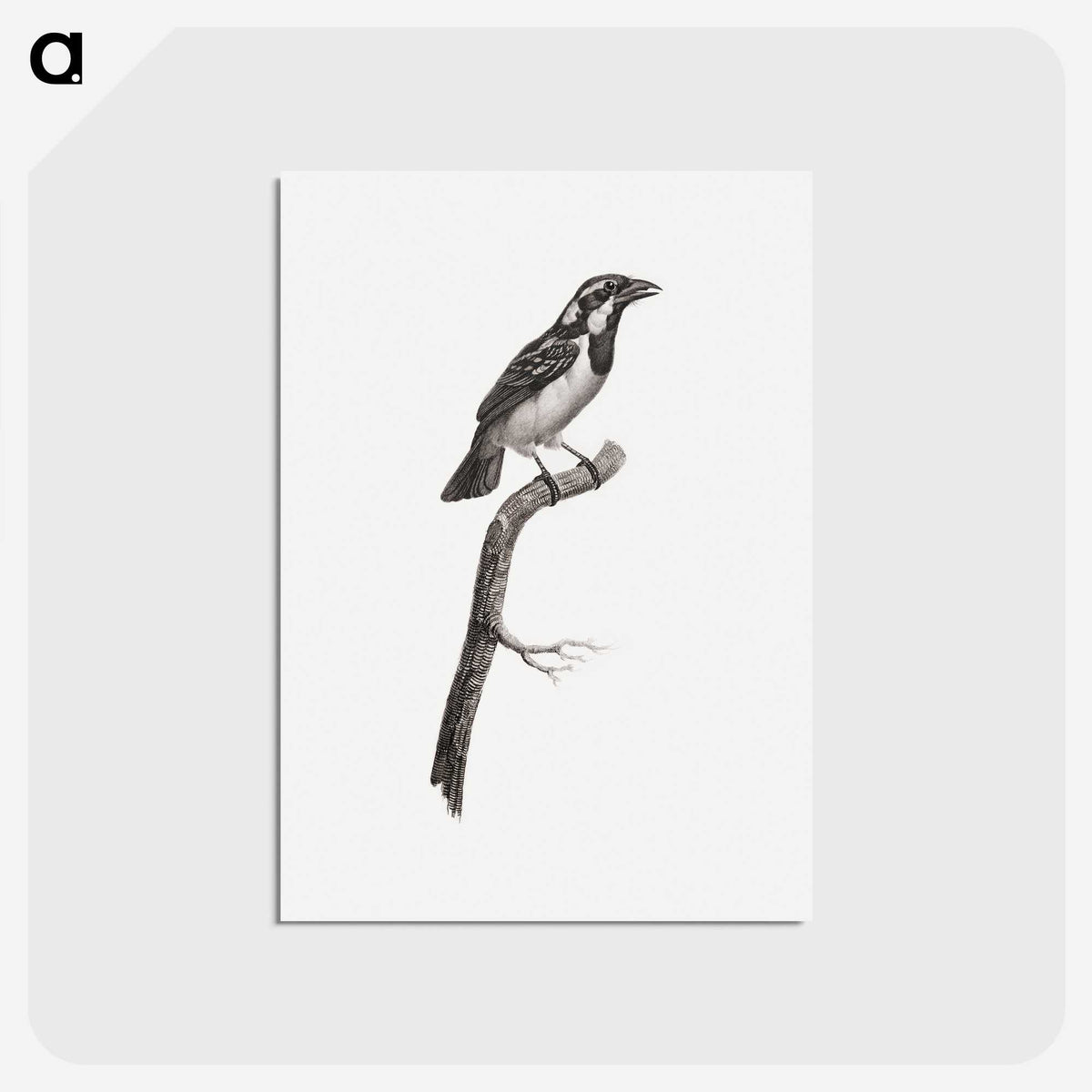1-86_Des-Oiseaux-de-Paradis_postcard