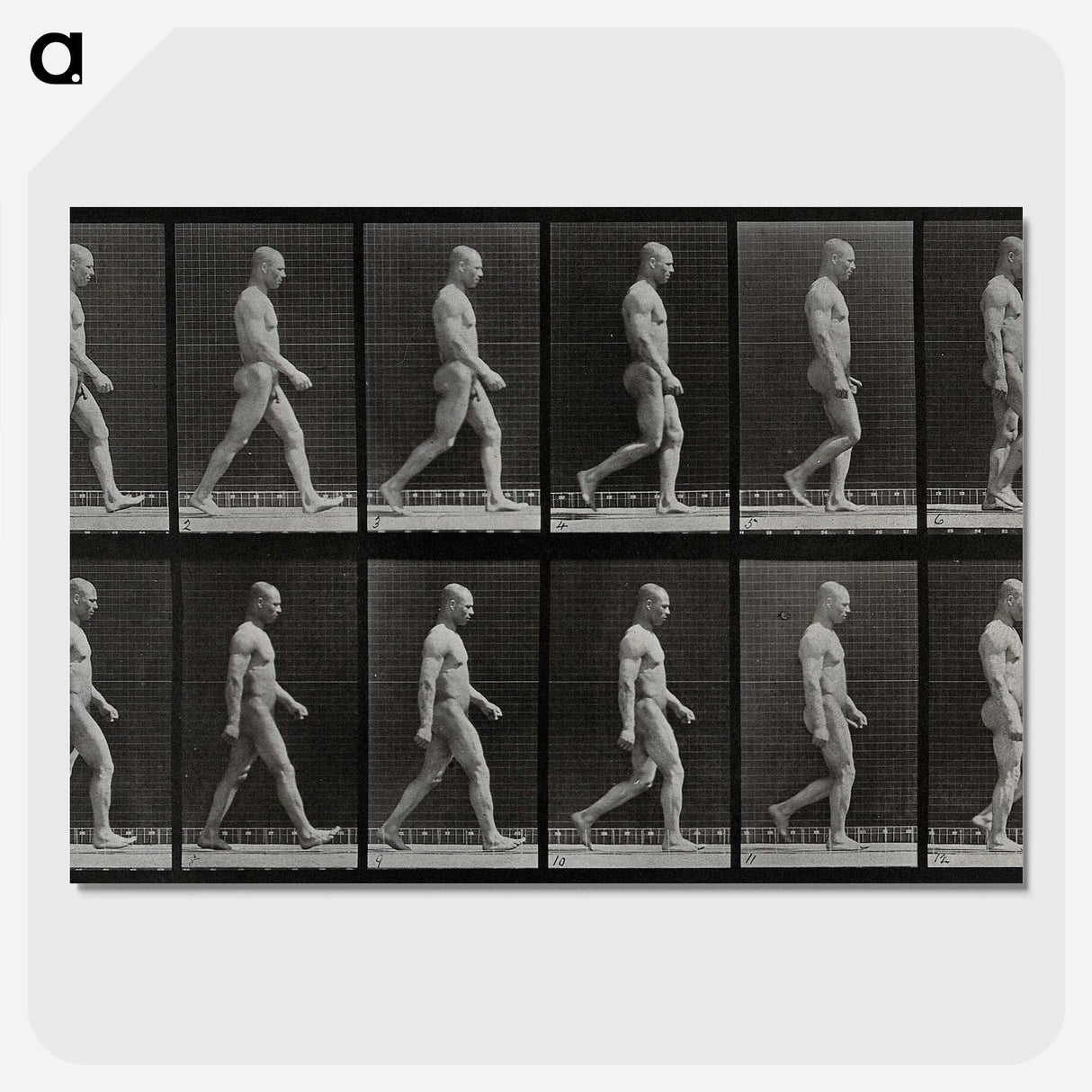1-86_Eadweard-Muybridge_picture-crop