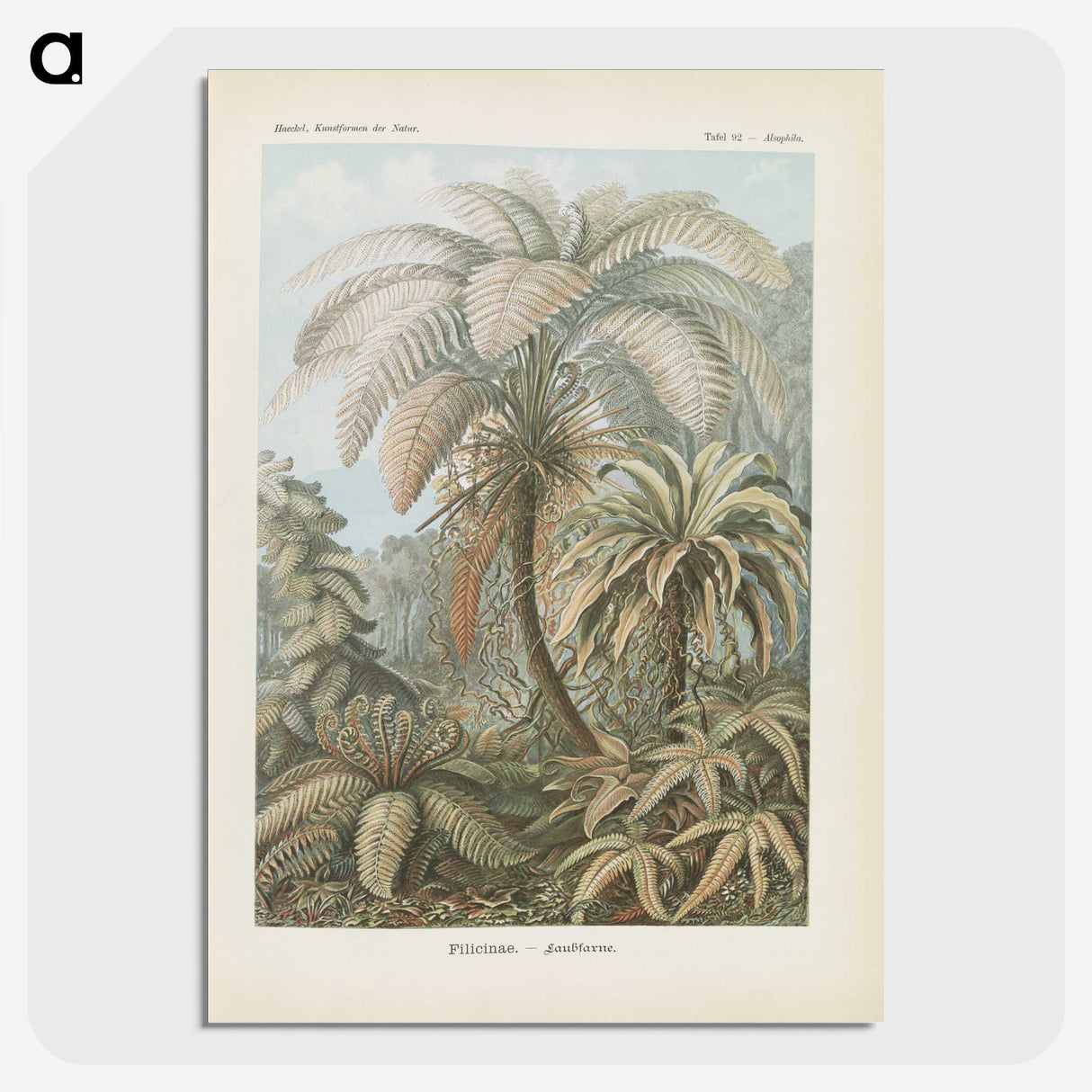 1-86_Ernst-Haeckel_picture-crop