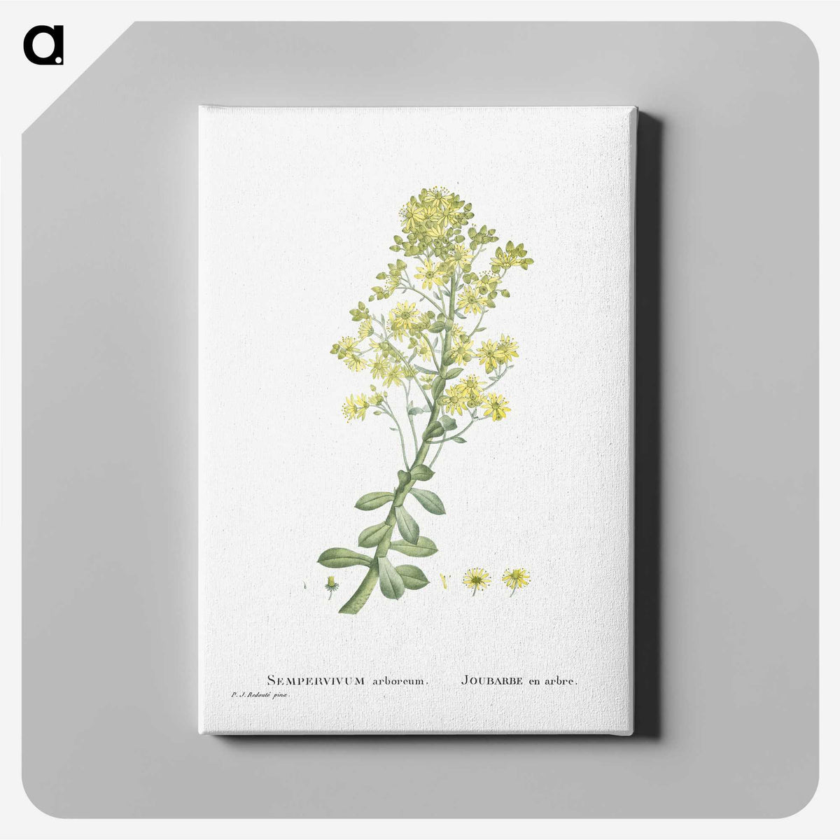 1-86_Histoire-des-Plantes-Grasses_canvas