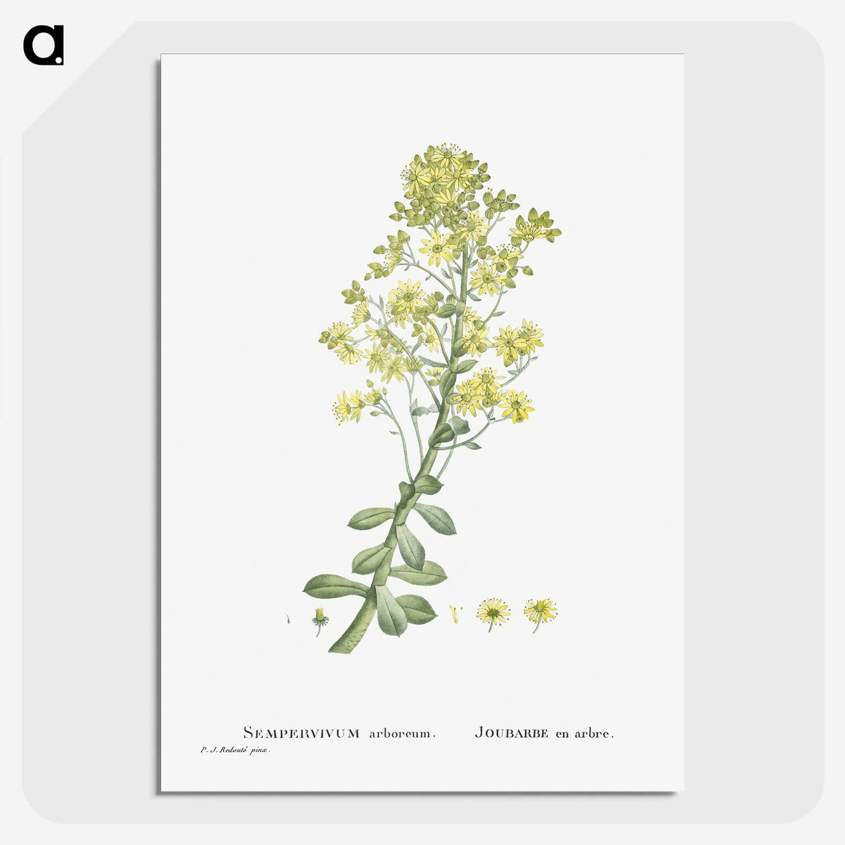 1-86_Histoire-des-Plantes-Grasses_picture-crop